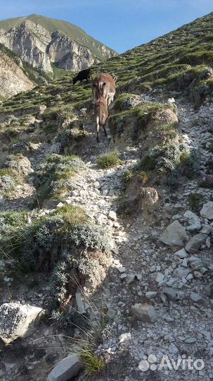 Ишак с ослёнком