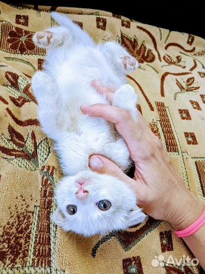 Котята от британской вислоухой