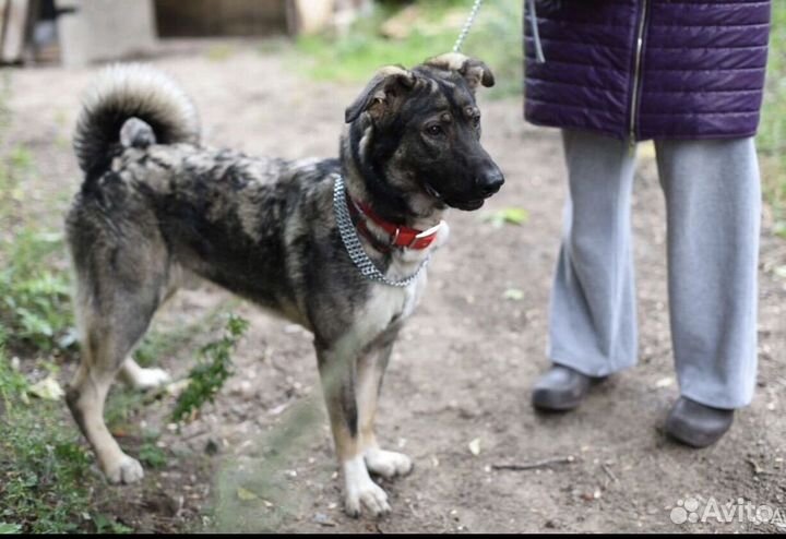 Собака в добрые руки