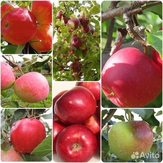 Яблони/Груши/Сливы/Вишни/Алыча/Абрикос/Черешня