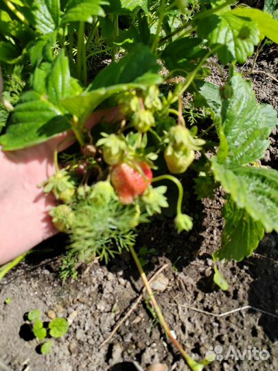 Рассада клубники