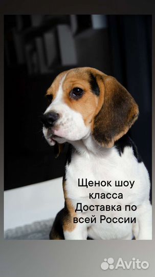 Бигль мальчик vip класса