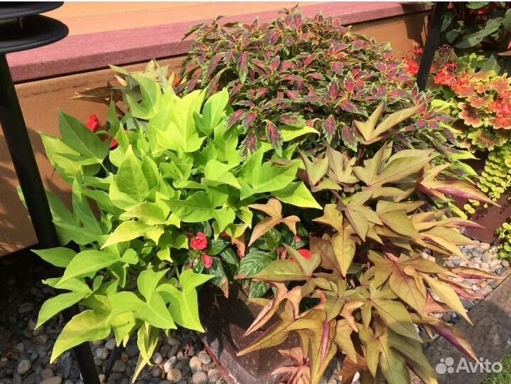 Ипомея батат