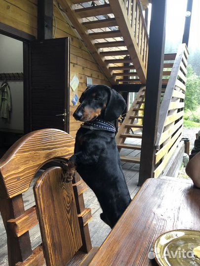 Таксеныш ищет невесту