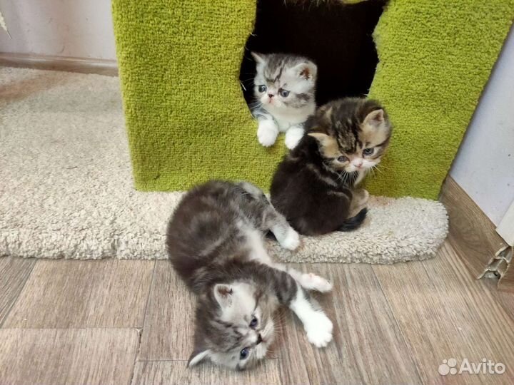 Котята экзоты