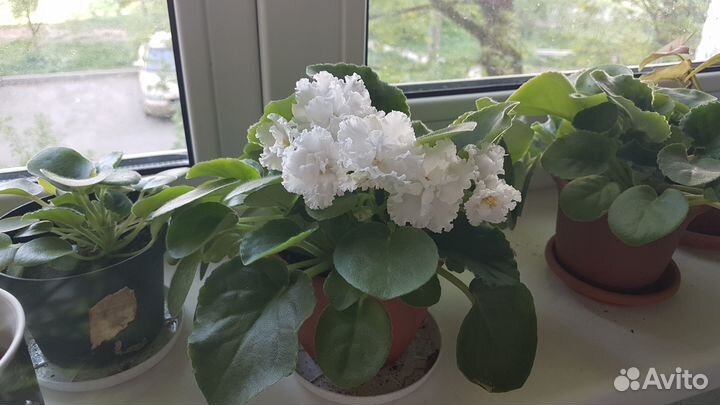 Фиалка белая