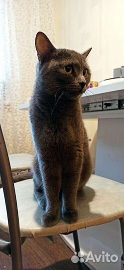 Кошка в дар бесплатно
