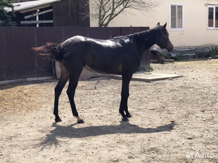 Английская чистокровная кобыла