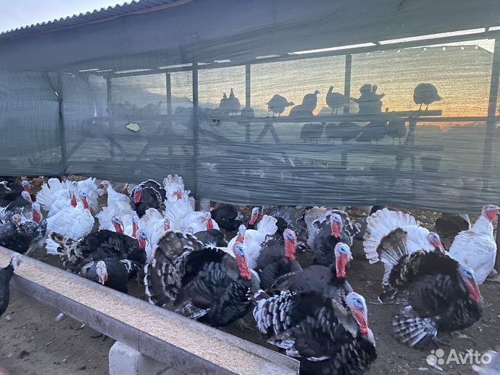 Индюшата (бройлеры)