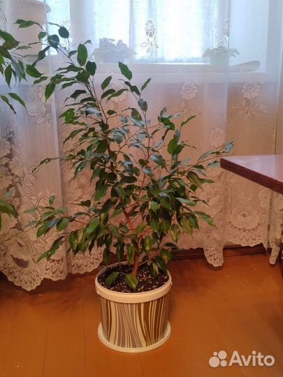 Фикус бенджамина