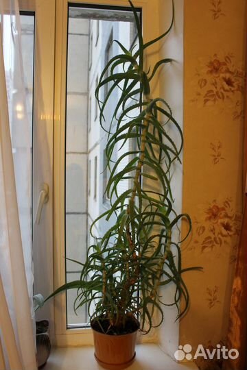 Алоэ (Столетник)