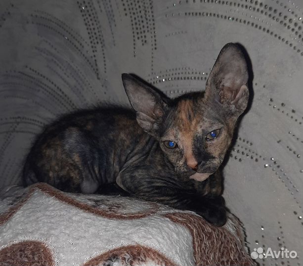 Котята донского сфинкса