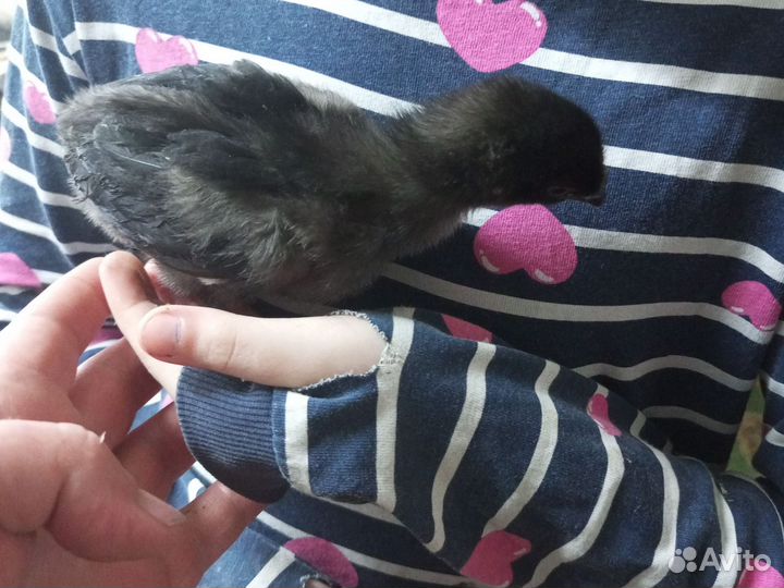 Цыплята доминант