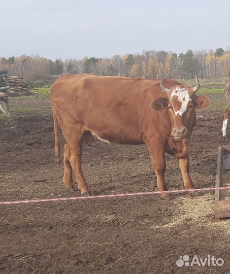 Корова высокоудойная