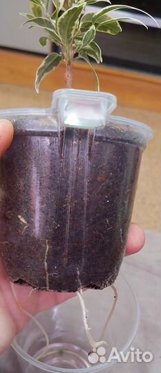 Сортовые фикусы