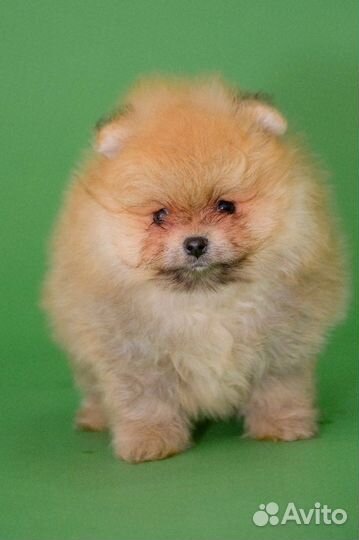 Померанский шпиц