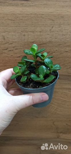 Красула овата(денежное дерево)