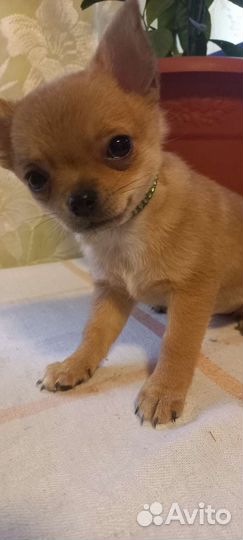 Супер мини чихуахуа