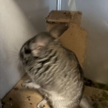 Шиншилла мальчик 1.5 года