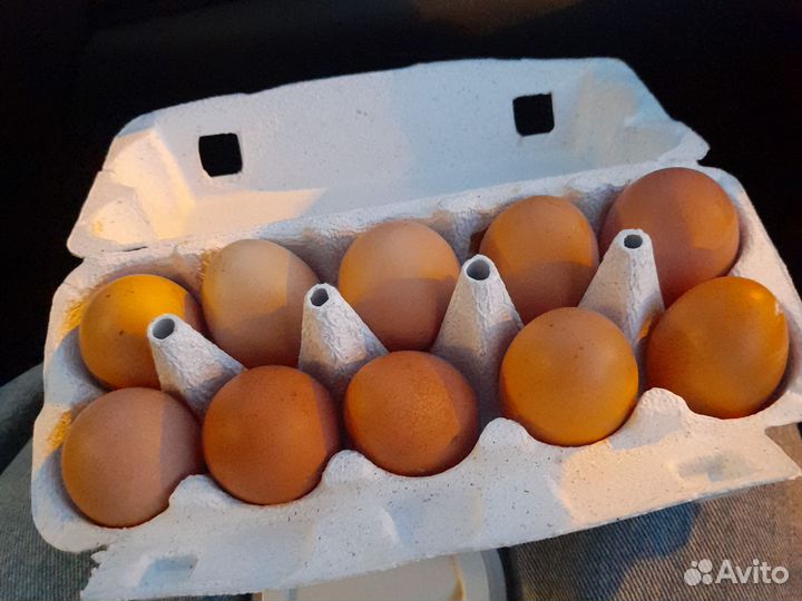 Домашние куриные яйца
