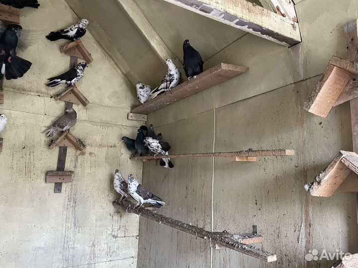 Продаю голубей