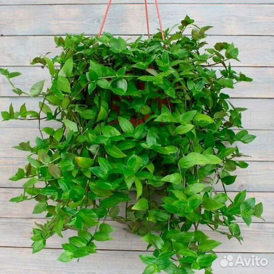 Традесканция