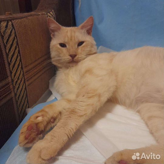 Котик ищет семью