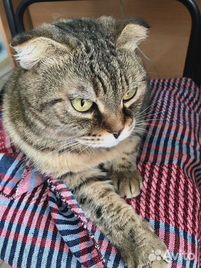 Кошка ищет дом