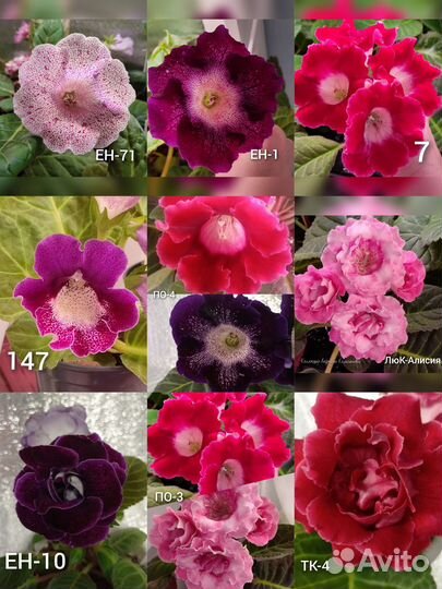 Семена глоксинии и тидеи