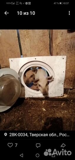 Свиноматки