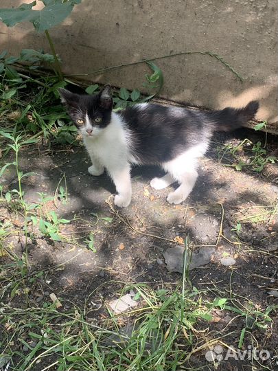 Котенок