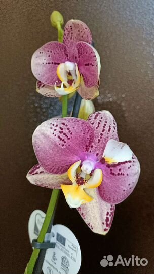 Орхидея пиниф(pinif)