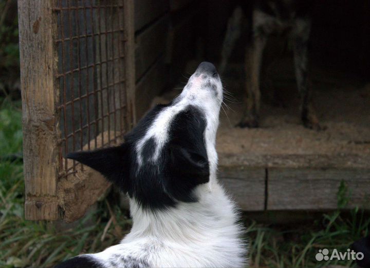 Дворняжки чистокровные