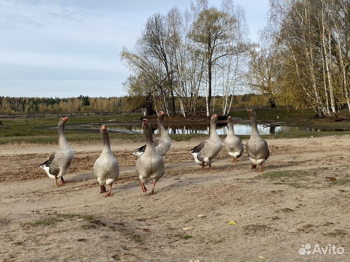 Яйца перепелиные домашние, мясо перепелов и гуся