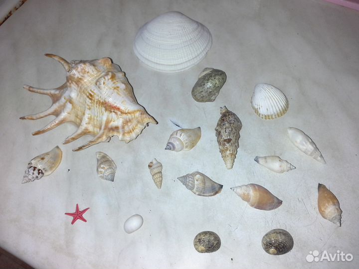Ракушки для аквариума