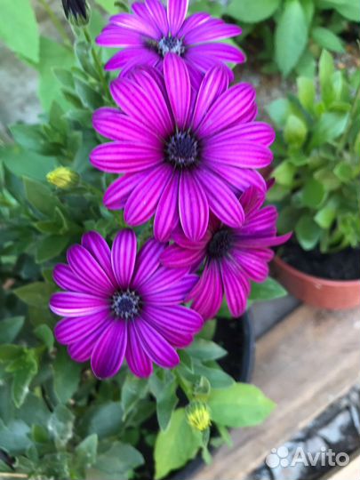 Рассада петунии,и не только