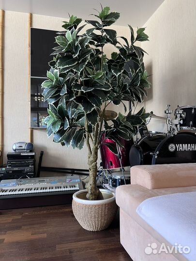 Искусственное дерево Шефлера