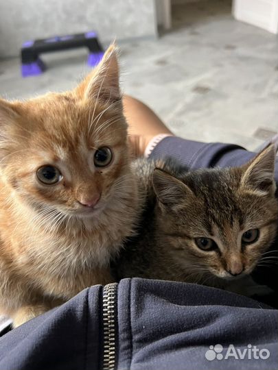 Котята в добрые