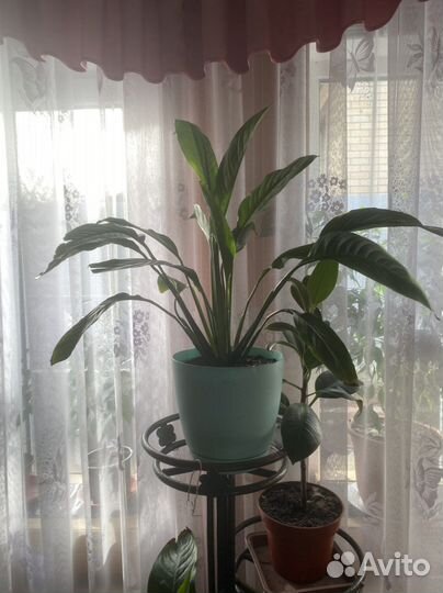 Спатифиллум