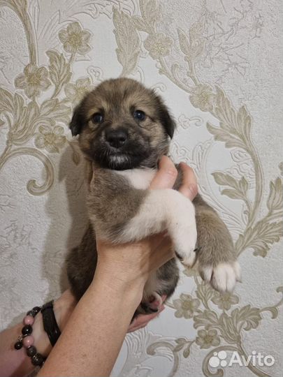 Щенки ищут хозяев