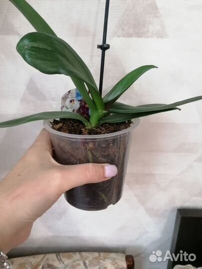 Орхидея фаленопсис бронь