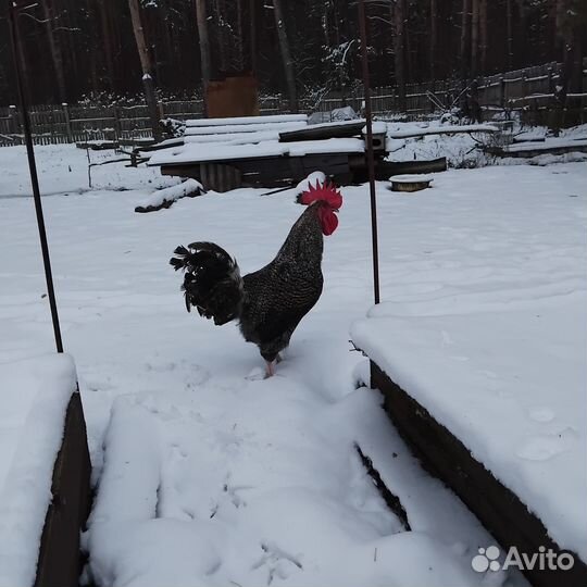 Петух на племя