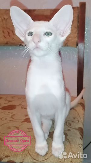 Ориентальный котенок