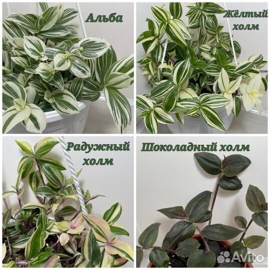 Традесканции разных сортов