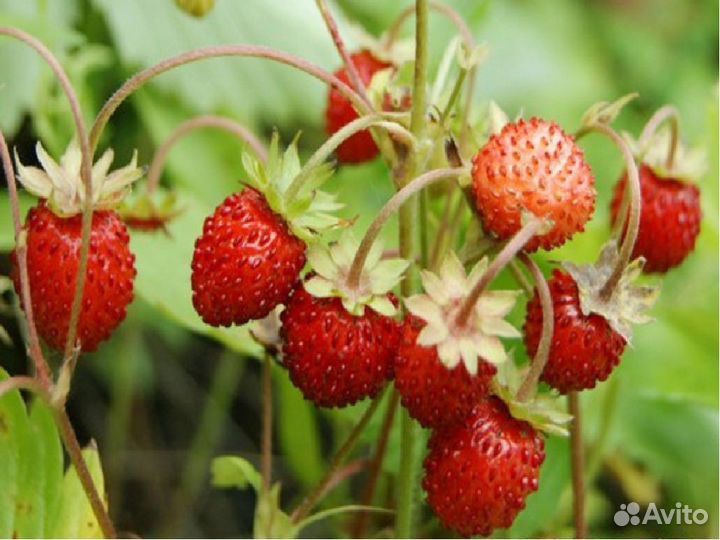 Земляника садовая, ремонтантная с усами