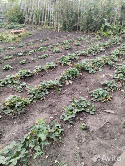 Саженцы Клубника Ремонтантная, саженцы