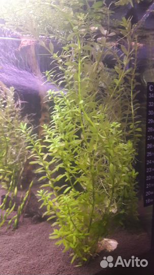 Аквариумные растения, растения в аквариум, улитки