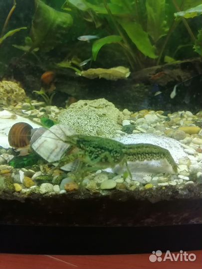 Рыбки Гуппи,Раки мраморные