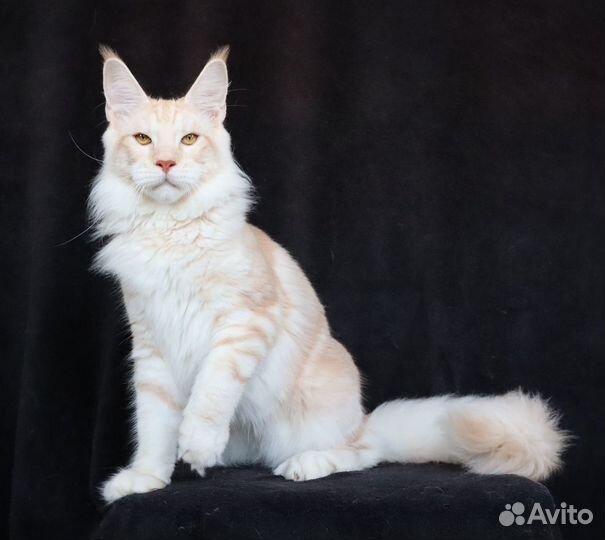 Котик Мейн-кун