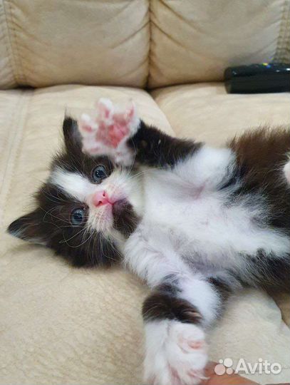 Котенок девочка 1 месяц